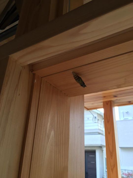 d47d2b41e3fc2d6f802c